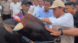 Bupati Tangerang Moch. Maesyal Rasyid saat meninjau salah satu lapak penjualan hewan kurban menjelang Hari Raya Idul Adha 1447 H. Foto: ist
