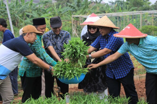 
 Pj. Walikota Tangerang Dr. Nurdin,S.Sos.,M.Si saat Panen Kangkung di Gemas Implan Gandasari Kecamatan Jatiuwung. Foto: Humaspro