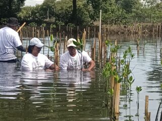 Koalisi Aktivis Lingkungan Hidup Tangerang (Kalung) saat Tanam Bibit Mangrove di Tanjung Pasir Kecamatan Teluk Naga Kabupaten Tangerang sebagai Upaya Mitigasi Megatrhrust dikawasan Pesisir Banten. Foto: TangerangPos 