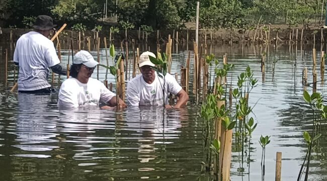 Koalisi Aktivis Lingkungan Hidup Tangerang (Kalung) saat Tanam Bibit Mangrove di Tanjung Pasir Kecamatan Teluk Naga Kabupaten Tangerang sebagai Upaya Mitigasi Megatrhrust dikawasan Pesisir Banten. Foto: TangerangPos 