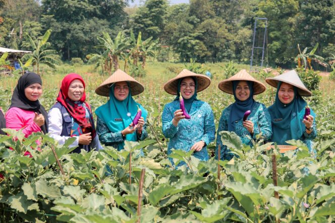 
 Ketua Tim Penggerak Pemberdayaan dan Kesejahteraan Keluarga (TP PKK) Provinsi Banten, Tinawati Andra Soni panen terong di Desa Sodong Tigaraksa Kabupaten Tangerang. Foto: ist