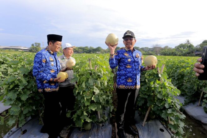 
 Wali Kota Tangerang Sachrudin saat Panen Melon. Foto: ist