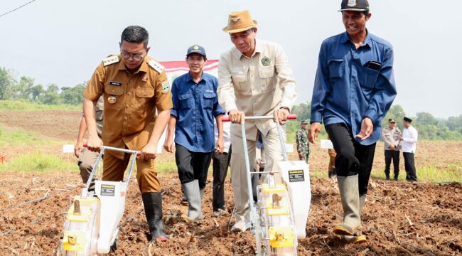 Gubernur Banten Andra Soni pada acara Gerakan Tanam Jagung Hibrida Poktan Mekarjaya, Desa Mekarsari, Kecamatan Maja,. Foto: ist