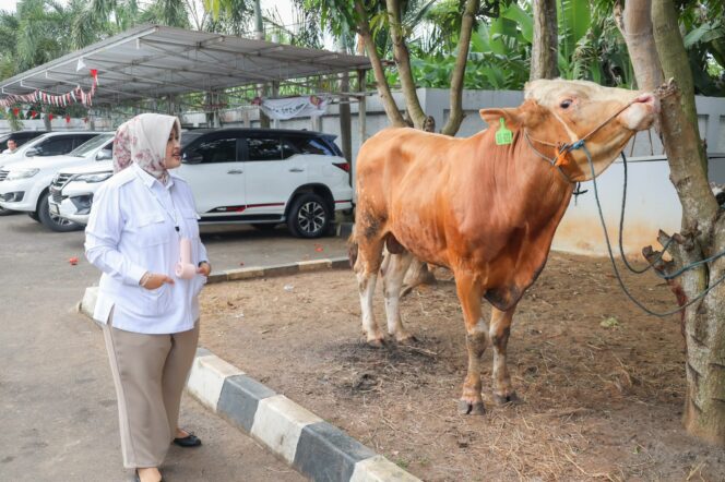 
 Anggota DPR RI Fraksi Partai Gerindra Annisa Mahesa menyalurkan sebanyak 63 ekor hewan qurban, terdiri dari 19 ekor sapi dan 44 ekor kambing. Foto: Imam DJM