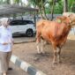 Anggota DPR RI Fraksi Partai Gerindra Annisa Mahesa menyalurkan sebanyak 63 ekor hewan qurban, terdiri dari 19 ekor sapi dan 44 ekor kambing. Foto: Imam DJM
