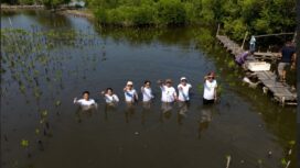 Koalisi Aktivis Lingkungan Hidup Tangerang (Kalung) dan Banksasuci Foundation gencarkan penanaman mangrove di pesisir Tangerang sebagai upaya mitigasi mengurangi resiko bencana Megatrusht.Foto: ist