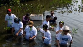 Koalisi Aktivis Lingkungan Hidup Tangerang (Kalung) Saat Tanam Mangrove di Kawasan Hutan Lindung Pesisir Tangerang. Foto: TangerangPos 