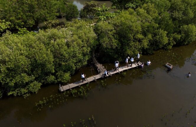 
 Koalisi Aktivis Lingkungan Hidup Tangerang (Kalung) rutin melakukan aksi penanaman mangrove di pesisir utara Tangerang. Foto: TangerangPos 