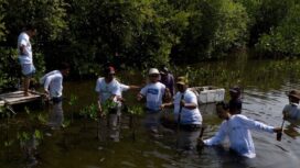 Koalisi Aktivis Lingkungan Hidup Tangerang (Kalung) saat menanam mangrove di Pesisir Utara Tangerang. Foto: TangerangPos 