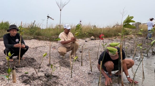Koordinator Koalisi Aktivis Lingkungan Hidup Tangerang (Kalung), Ade Yunus saat tanam ribuan Mangrove di Kawasan Hutan Lindung Pesisir Utara Tangerang. Foto: TangerangPos 