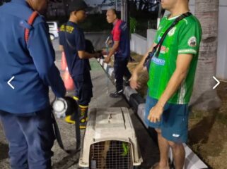 Petugas BPBD Kota Tangerang berhasil mengamankan seekor anjing liar di kawasan SPBU Pinangsia, Kelurahan Panunggangan Barat, Kecamatan Cibodas, Kota Tangerang. Foto: Ist