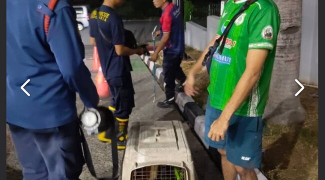 Petugas BPBD Kota Tangerang berhasil mengamankan seekor anjing liar di kawasan SPBU Pinangsia, Kelurahan Panunggangan Barat, Kecamatan Cibodas, Kota Tangerang. Foto: Ist