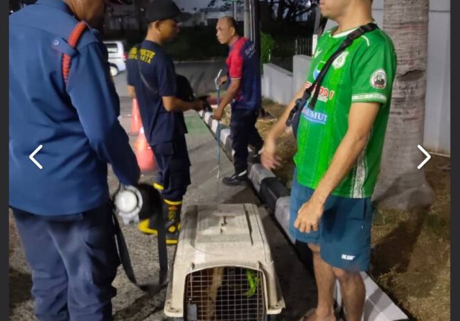 
 Petugas BPBD Kota Tangerang berhasil mengamankan seekor anjing liar di kawasan SPBU Pinangsia, Kelurahan Panunggangan Barat, Kecamatan Cibodas, Kota Tangerang. Foto: Ist