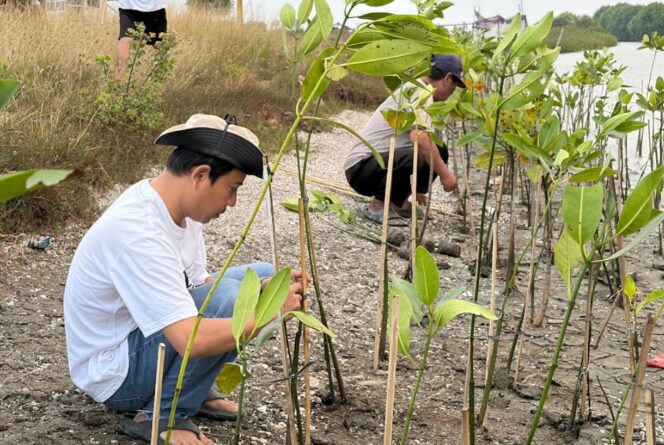 
 Koalisi Aktivis Lingkungan Hidup Tangerang (Kalung) saat Menggelar Aksi Penanaman Mangrove di Kawasan Hutan Lindung Mangrove, Pesisir Utara Tangerang. Foto: TangerangPos 