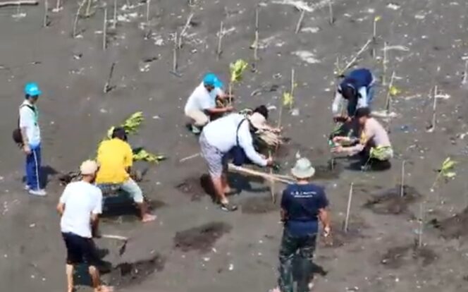 
 Koalisi Aktivis Lingkungan Hidup Tangerang (Kalung) Massifkan Penanaman Mangrove di Kawasan Hutan Lindung Pesisir Utara Tangerang. Foto: TangerangPos 