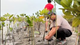 Pegiat dan Aktivis Lingkungan yang tergabung dalam Koalisi Aktivis Lingkungan Hidup Tangerang (Kalung) Saat menanam mangrove di Kawasan Hutan Lindung Pesisir Utara Tangerang. Foto: Ist