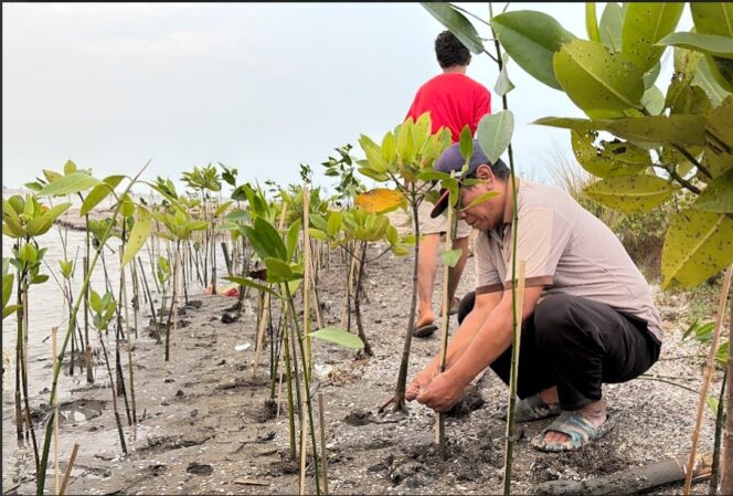 
 Pegiat dan Aktivis Lingkungan yang tergabung dalam Koalisi Aktivis Lingkungan Hidup Tangerang (Kalung) Saat menanam mangrove di Kawasan Hutan Lindung Pesisir Utara Tangerang. Foto: Ist