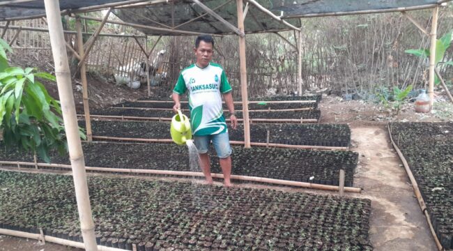 Salahsatu Pengurus Banksasuci Foundation, Sahrudi saat menyiram bibit pohon Sengon di Desa Cihuni, Kecamatan Pagedangan Kabupaten Tangerang, Banten. Foto: TangerangPos 
