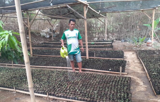 
 Salahsatu Pengurus Banksasuci Foundation, Sahrudi saat menyiram bibit pohon Sengon di Desa Cihuni, Kecamatan Pagedangan Kabupaten Tangerang, Banten. Foto: TangerangPos 