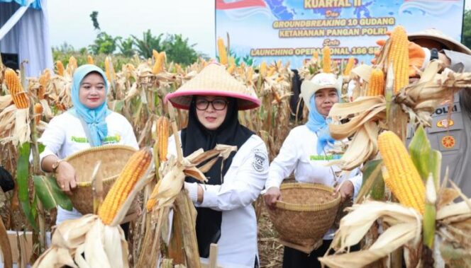 
 Wakil Bupati (Wabup) Tangerang, Intan Nurul Hikmah saat menghadiri panen jagung serentak kuartal II, yang dirangkaikan dengan Groundbreaking 10 gudang katahanan Polri dan Lunching 166 SPPG Polri di Desa Dangdang Kec. Cisauk. Foto: ist