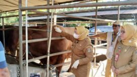 Wakil Bupati (Wabup) Tangerang, Intan Nurul Hikmah saat melakukan monitoring pemeriksaan kesehatan hewan kurban menjelang Hari Raya Iduladha 1447 Hijriah/2026 Masehi di peternakan Indojaya Farm, Kec. Pagedangan. Foto: ist