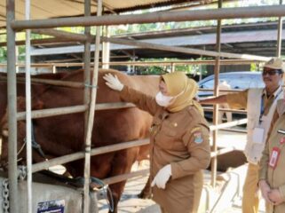 Wakil Bupati (Wabup) Tangerang, Intan Nurul Hikmah saat melakukan monitoring pemeriksaan kesehatan hewan kurban menjelang Hari Raya Iduladha 1447 Hijriah/2026 Masehi di peternakan Indojaya Farm, Kec. Pagedangan. Foto: ist