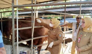 Wakil Bupati (Wabup) Tangerang, Intan Nurul Hikmah saat melakukan monitoring pemeriksaan kesehatan hewan kurban menjelang Hari Raya Iduladha 1447 Hijriah/2026 Masehi di peternakan Indojaya Farm, Kec. Pagedangan. Foto: ist