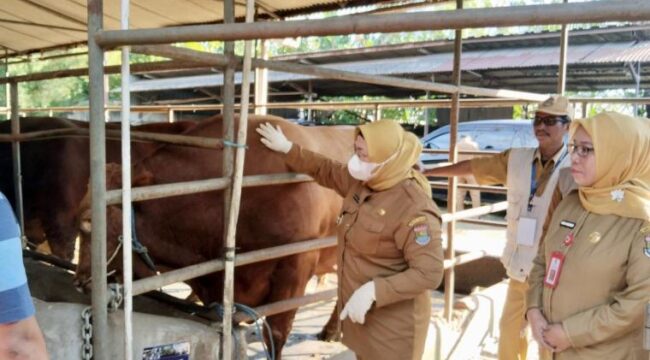 Wakil Bupati (Wabup) Tangerang, Intan Nurul Hikmah saat melakukan monitoring pemeriksaan kesehatan hewan kurban menjelang Hari Raya Iduladha 1447 Hijriah/2026 Masehi di peternakan Indojaya Farm, Kec. Pagedangan. Foto: ist